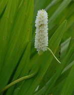 Image of Pontederia reflexa