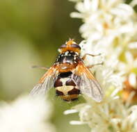 Image of Microtropesa nigricornis Macquart 1851