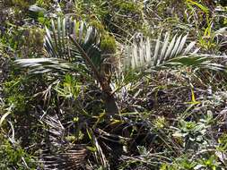 Image of Dypsis pumila Beentje