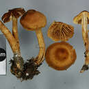 Image of Cortinarius paludosaniosus Liimat., Niskanen, Dima & Ammirati 2017