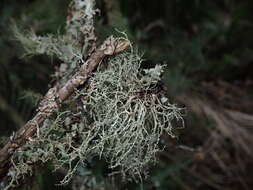 Image of Peruvian cartilage lichen