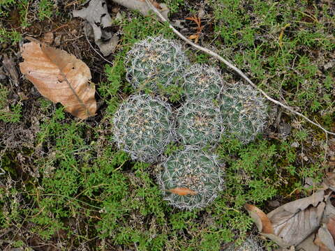 Image of Coryphantha clavata (Scheidw.) Backeb.