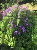 Image of Madiera cranesbill