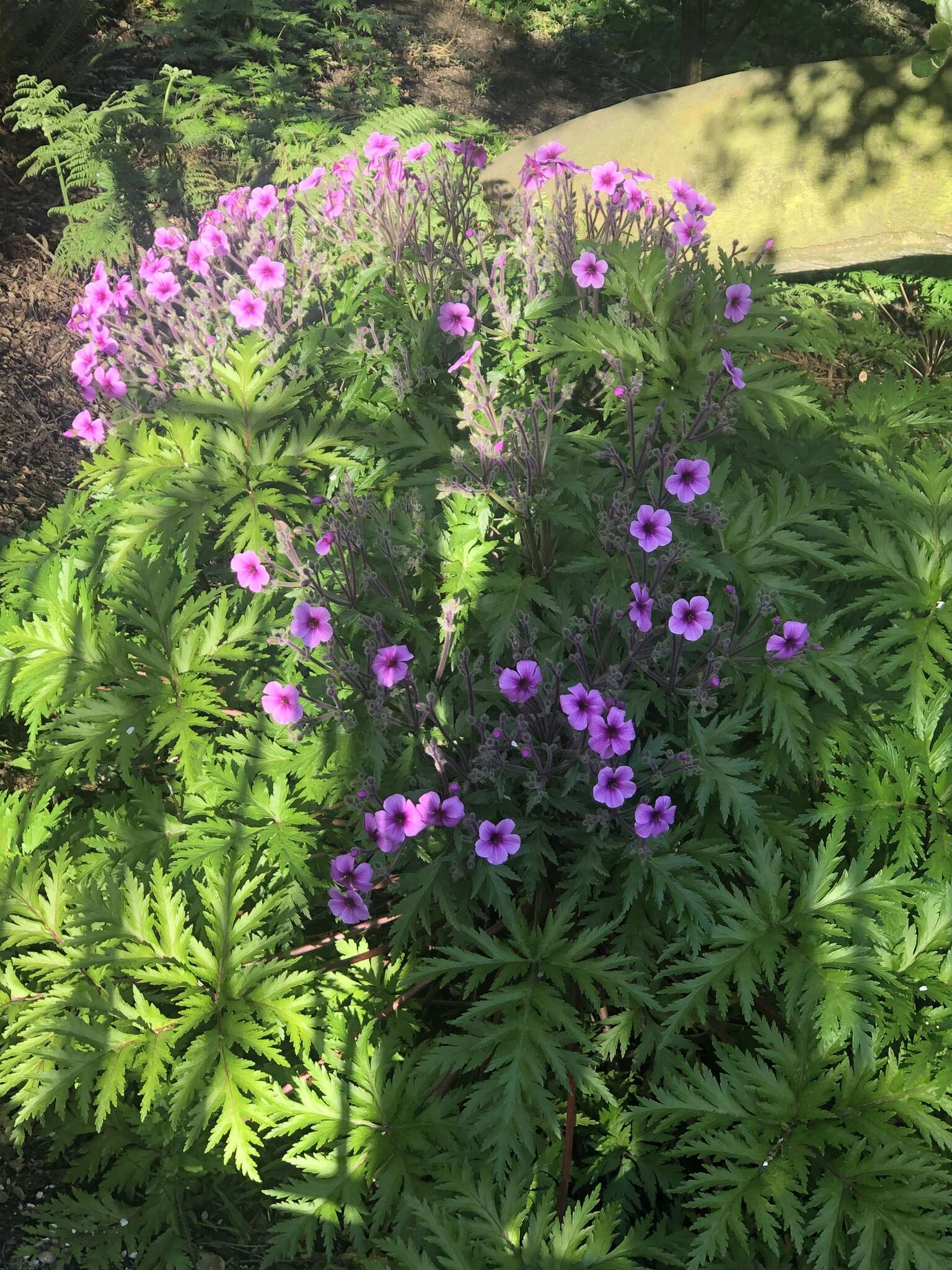 Image of Madiera cranesbill