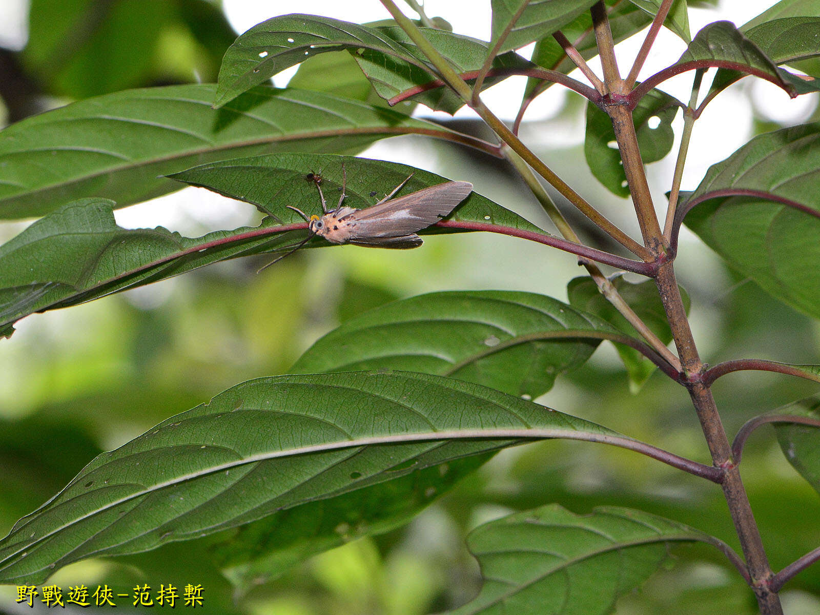 Image of Asota heliconia zebrina (Butler 1877)