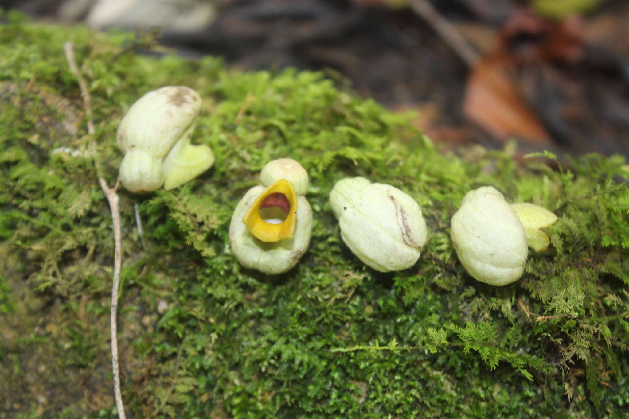 Plancia ëd Aristolochia stevensii K. Barringer