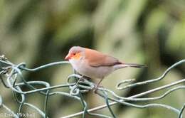 Image of Orange-cheeked Waxbill