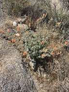 Image of desert globemallow