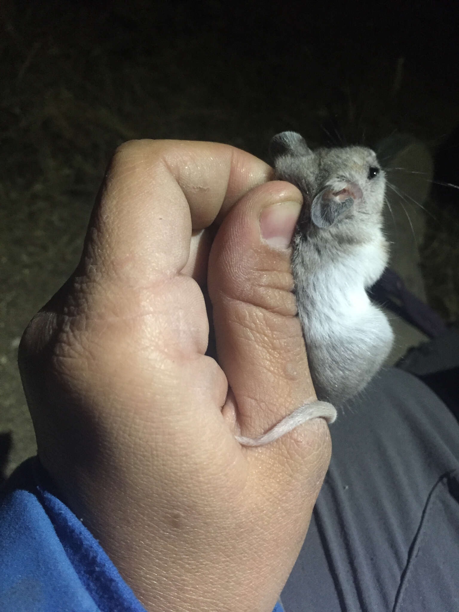 Image of Southern Grasshopper Mouse