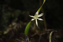 Imagem de Prosthechea baculus (Rchb. fil.) W. E. Higgins