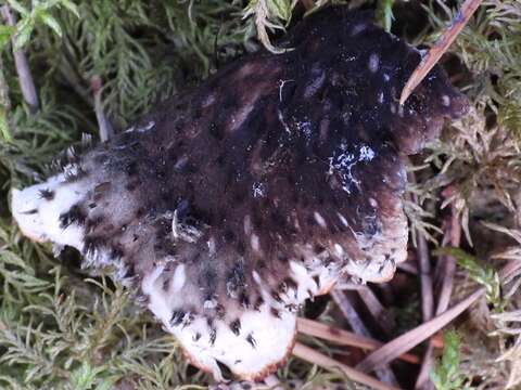 Image of Peltigera neckeri Hepp ex Müll. Arg.