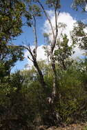 Image of red bloodwood