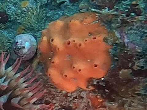 Image of red volcano horny sponge