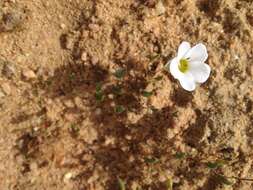 Image of Oxalis monophylla var. minor T. M. Salter