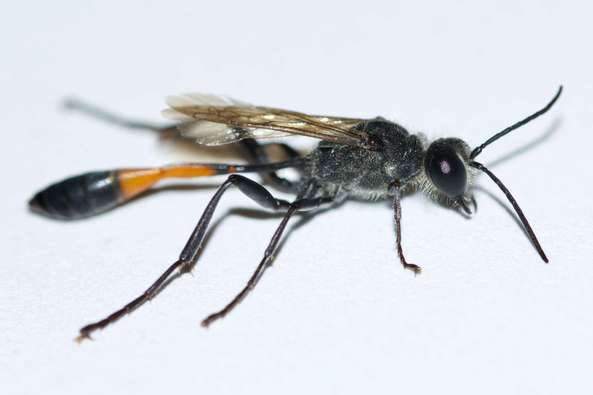 Image de Ammophila azteca Cameron 1888