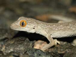 Image of Exmouth Spiny-tailed Gecko