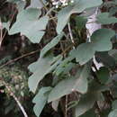 Image of Begonia rufa Thunb.