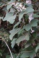 Image of Begonia rufa Thunb.