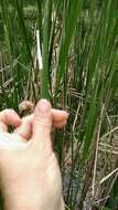 Image of Lesser Bulrush