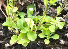 Слика од Erigeron bellioides DC.