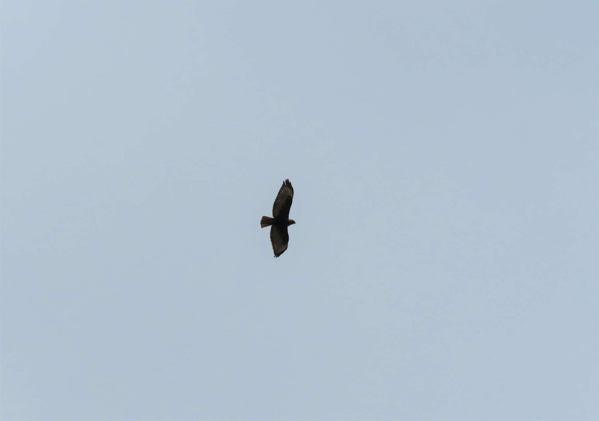 Image of Buteo jamaicensis hadropus Storer 1962