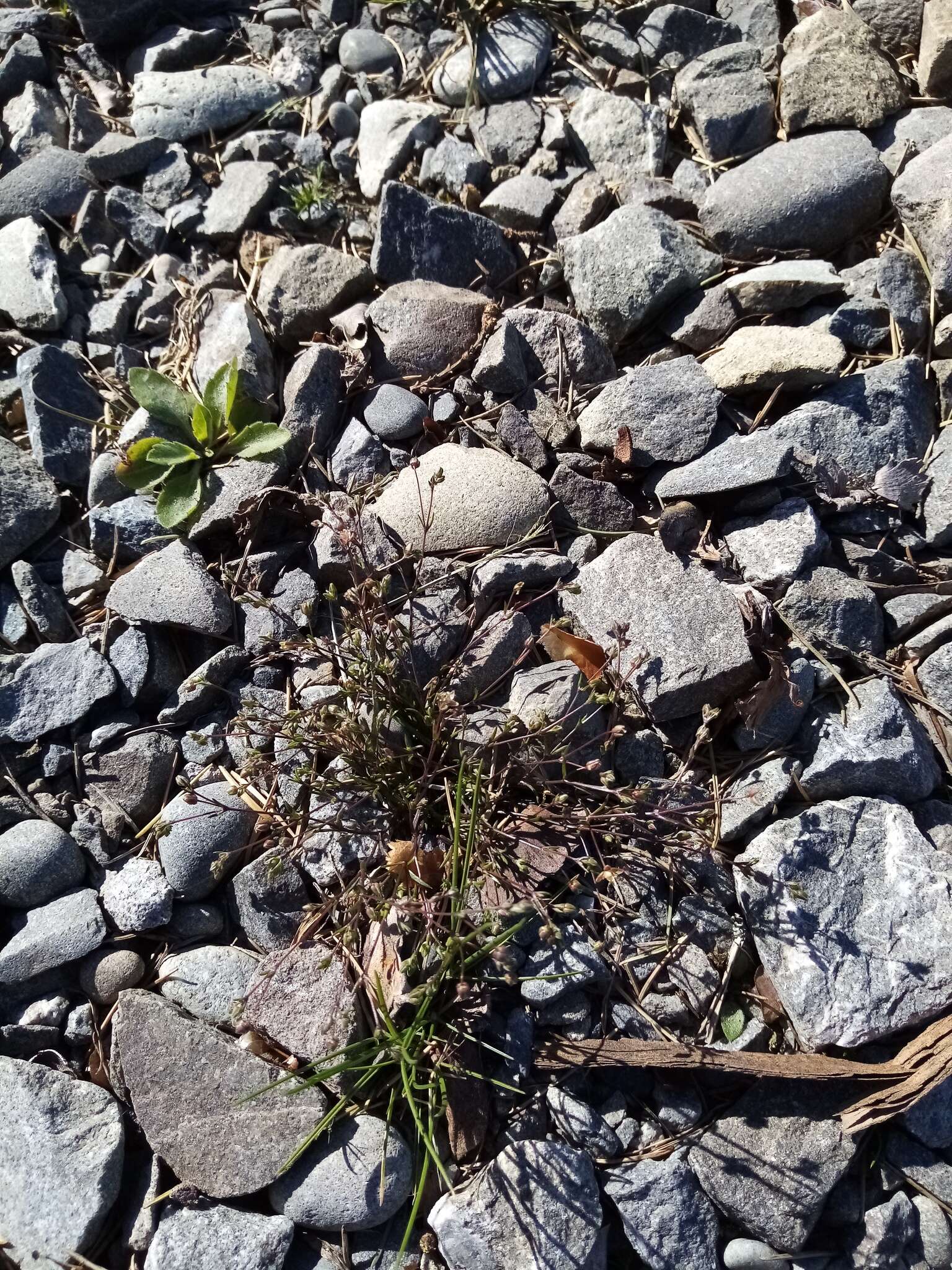 Image of annual pearlwort