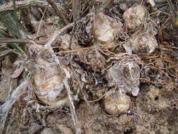 Image of Albuca caudata Jacq.