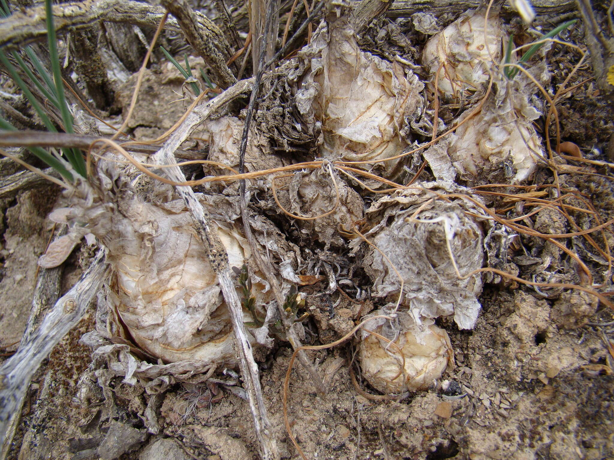 Image of Albuca caudata Jacq.