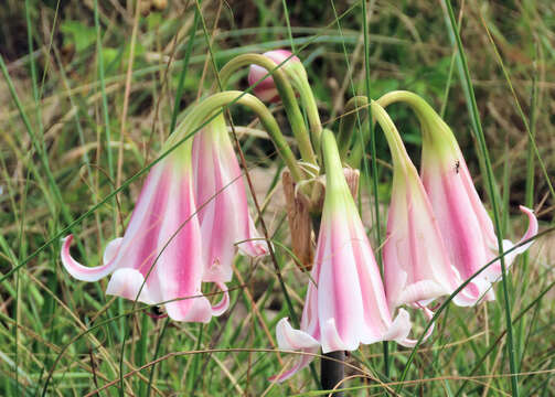 Image of Crinum lineare L. fil.