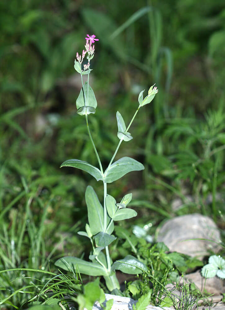 Atocion armeria (L.) Fourr. resmi