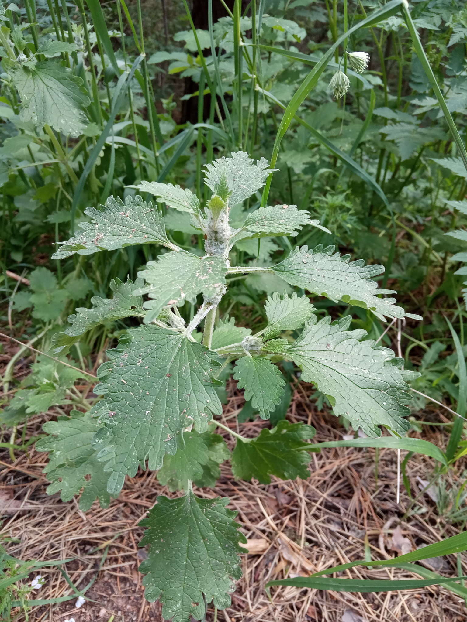 Marrubium leonuroides Desr.的圖片