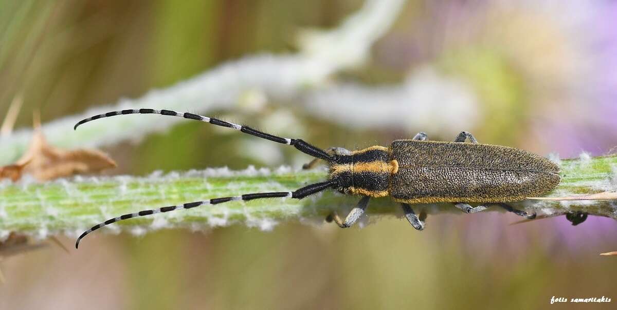 Image of Agapanthia (Epoptes) cynarae michaeli Sláma 1986