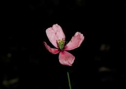 Image of Papaver lecoqii La Motte