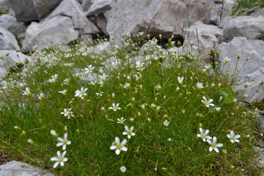 Imagem de Sabulina austriaca (Jacq.) Rchb.