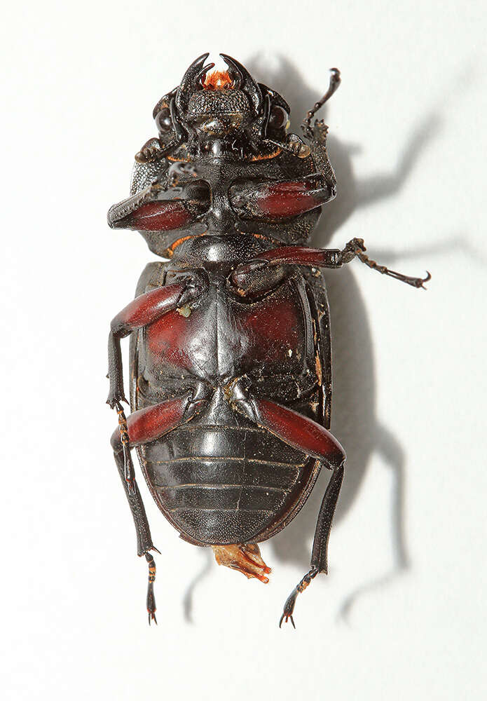 Image of Dorcus rubrofemoratus chenpengi (Li 1992)