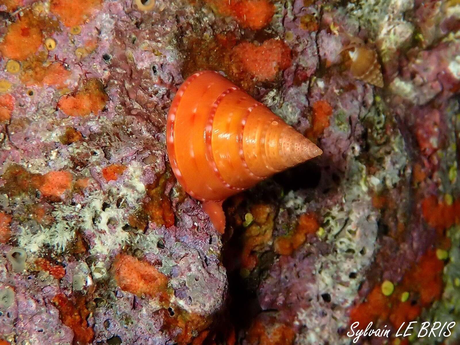 Image de Calliostoma conulus (Linnaeus 1758)