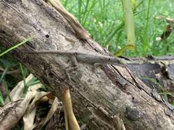 Image of Anolis tolimensis Werner 1916