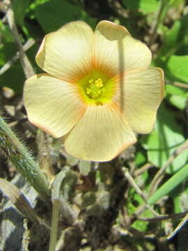 Image of Oxalis obtusa Jacq.