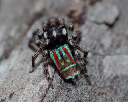 Image of Maratus volans (O. Pickard-Cambridge 1874)