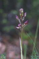 Image of Komper's Orchid