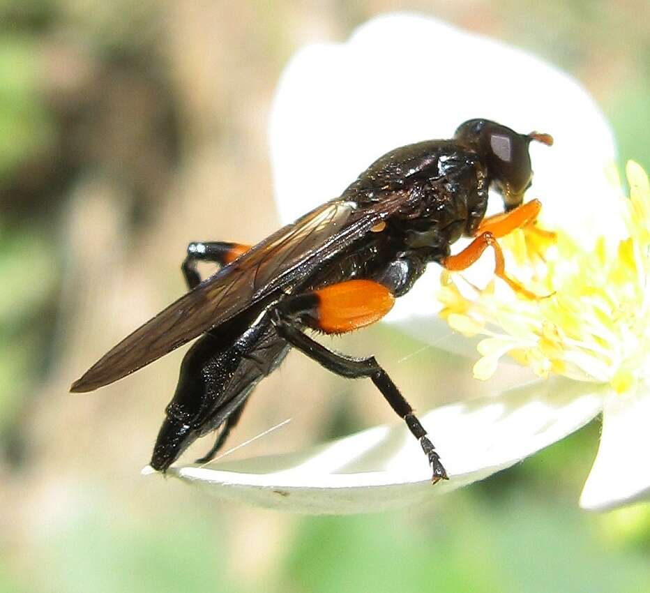 Image of Chalcosyrphus curvaria (Curran 1941)