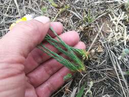 Image of Texas flax