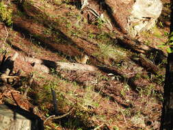 Image of Durango Chipmunk