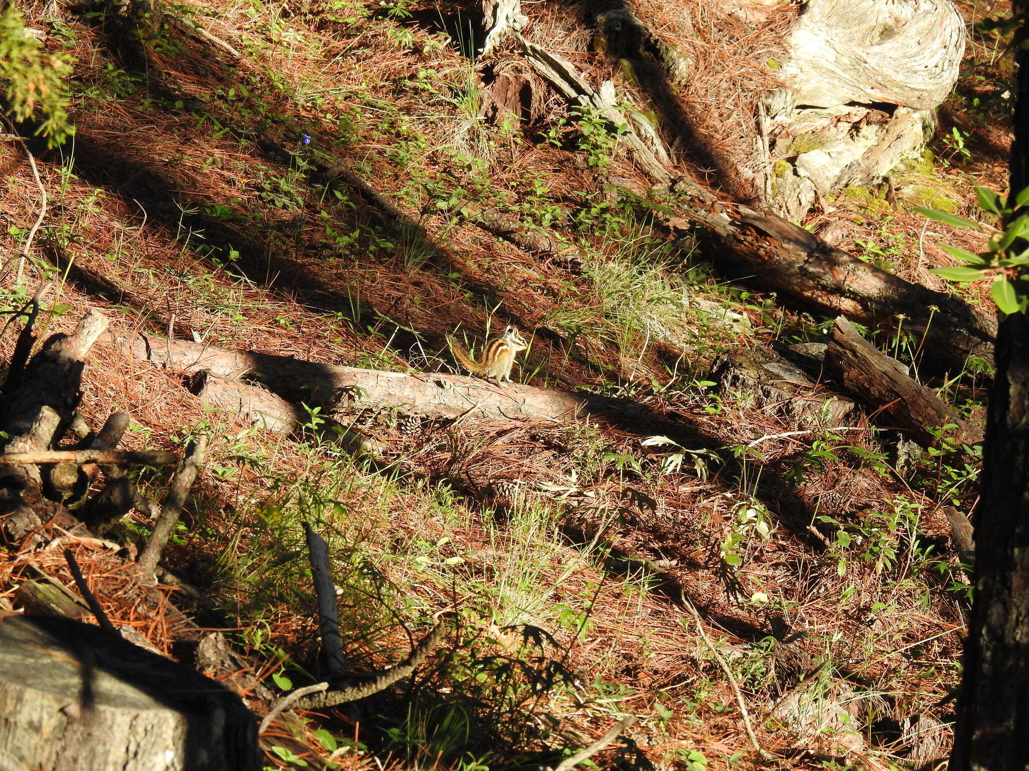 Image of Durango Chipmunk