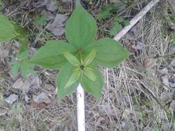 Image of Paris verticillata M. Bieb.