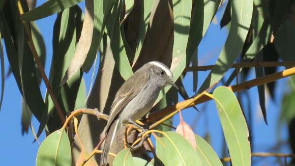 Image of White-browed Chat-Tyrant