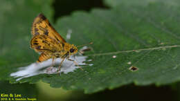 Image of Potanthus flava Murray 1875