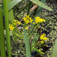 Image of Great Yellow-cress