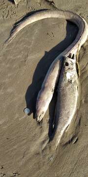 Image of Argentine conger