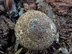 Image of Cystolepiota eriophora (Peck) Knudsen 1978